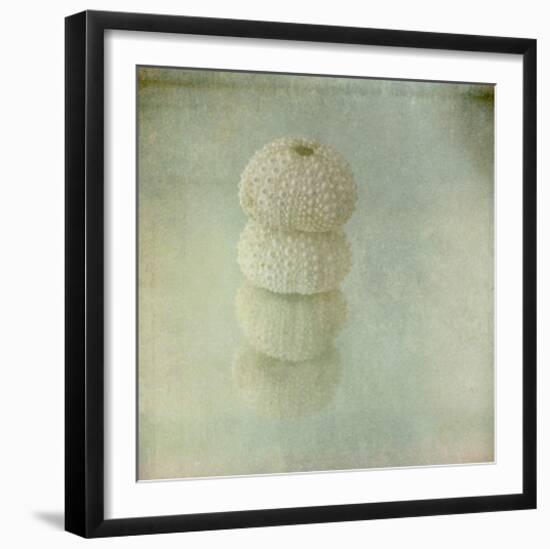 Sea Urchin-Judy Stalus-Framed Art Print