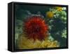 Sea Urchin-S_E-Framed Stretched Canvas