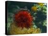 Sea Urchin-S_E-Stretched Canvas