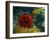 Sea Urchin-S_E-Framed Photographic Print