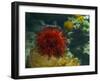 Sea Urchin-S_E-Framed Photographic Print