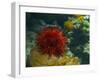 Sea Urchin-S_E-Framed Photographic Print