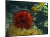 Sea Urchin-S_E-Mounted Photographic Print