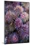 Sea Urchins for sale, Cadiz, Andalusia, Spain-null-Mounted Photographic Print