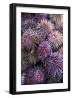 Sea Urchins for sale, Cadiz, Andalusia, Spain-null-Framed Photographic Print