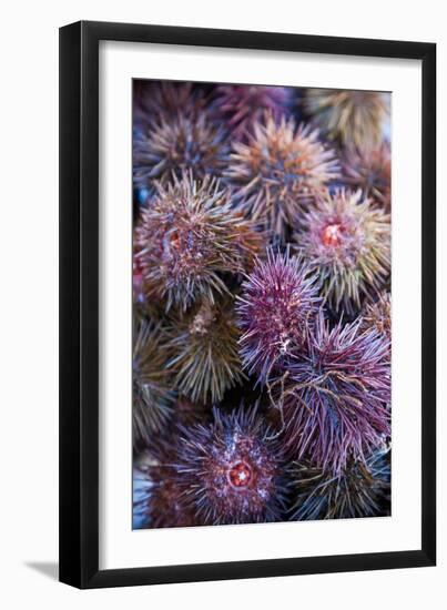 Sea Urchins for sale, Cadiz, Andalusia, Spain-null-Framed Photographic Print