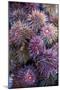 Sea Urchins for sale, Cadiz, Andalusia, Spain-null-Mounted Photographic Print