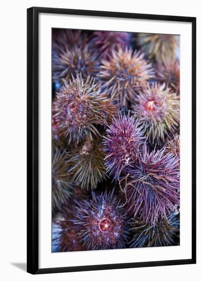 Sea Urchins for sale, Cadiz, Andalusia, Spain-null-Framed Photographic Print