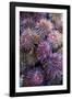 Sea Urchins for sale, Cadiz, Andalusia, Spain-null-Framed Photographic Print