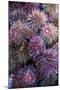 Sea Urchins for sale, Cadiz, Andalusia, Spain-null-Mounted Photographic Print