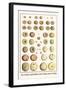 Sea Urchins, Sand Dollars, Sea Urchins, Lance Urchins-Albertus Seba-Framed Art Print