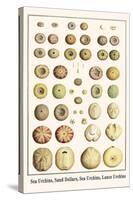 Sea Urchins, Sand Dollars, Sea Urchins, Lance Urchins-Albertus Seba-Stretched Canvas