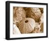 Sea Urchins-null-Framed Art Print