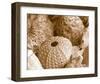 Sea Urchins-null-Framed Art Print