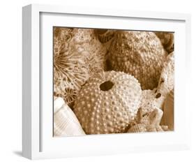 Sea Urchins-null-Framed Art Print