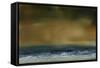 Sea View VIII-Sharon Gordon-Framed Stretched Canvas