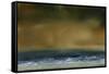 Sea View VIII-Sharon Gordon-Framed Stretched Canvas