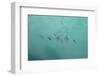 Sea, Water, Swimming Squids-Catharina Lux-Framed Photographic Print