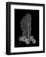 Sea Xray-Albert Koetsier-Framed Art Print