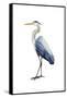 Seabird Heron I-Grace Popp-Framed Stretched Canvas