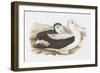 Seabird Pairing III-Elizabeth Gould-Framed Art Print