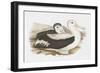 Seabird Pairing III-Elizabeth Gould-Framed Art Print