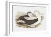 Seabird Pairing III-Elizabeth Gould-Framed Art Print