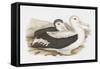 Seabird Pairing III-Elizabeth Gould-Framed Stretched Canvas