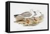 Seabird Pairing VII-Elizabeth Gould-Framed Stretched Canvas