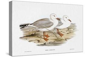 Seabird Pairing VII-Elizabeth Gould-Stretched Canvas