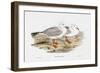 Seabird Pairing VII-Elizabeth Gould-Framed Art Print