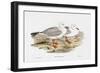 Seabird Pairing VII-Elizabeth Gould-Framed Art Print