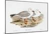 Seabird Pairing VII-Elizabeth Gould-Mounted Art Print