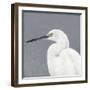 Seabird Thoughts 1-Norman Wyatt Jr^-Framed Premium Giclee Print