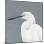 Seabird Thoughts 1-Norman Wyatt Jr^-Mounted Premium Giclee Print