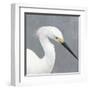 Seabird Thoughts 2-Norman Wyatt Jr.-Framed Art Print