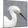 Seabird Thoughts 2-Norman Wyatt Jr.-Mounted Art Print