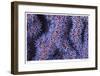 Seafan-Jones-Shimlock-Framed Giclee Print