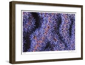 Seafan-Jones-Shimlock-Framed Giclee Print