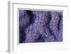 Seafan-Jones-Shimlock-Framed Giclee Print