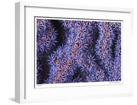 Seafan-Jones-Shimlock-Framed Giclee Print