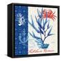 Seafaring Botanical-Devon Ross-Framed Stretched Canvas