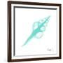 Seafoam Fusinus Colus-Albert Koetsier-Framed Art Print