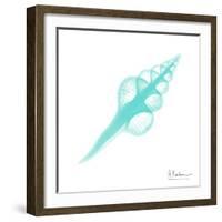 Seafoam Fusinus Colus-Albert Koetsier-Framed Art Print