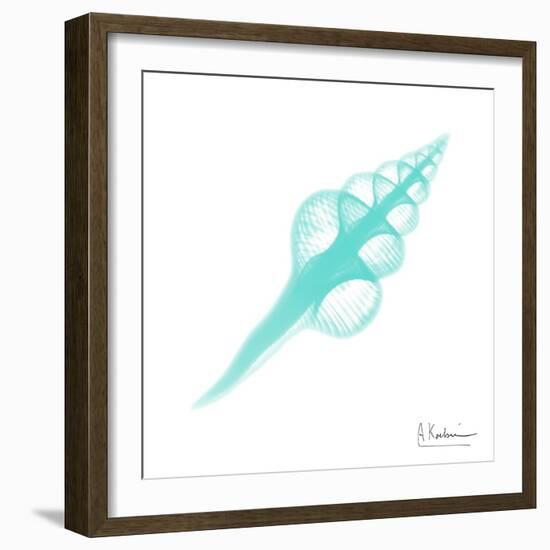 Seafoam Fusinus Colus-Albert Koetsier-Framed Art Print