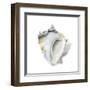 Seafoam Shell-Aimee Wilson-Framed Art Print