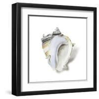 Seafoam Shell-Aimee Wilson-Framed Art Print