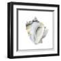 Seafoam Shell-Aimee Wilson-Framed Art Print