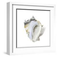 Seafoam Shell-Aimee Wilson-Framed Art Print