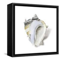 Seafoam Shell-Aimee Wilson-Framed Stretched Canvas